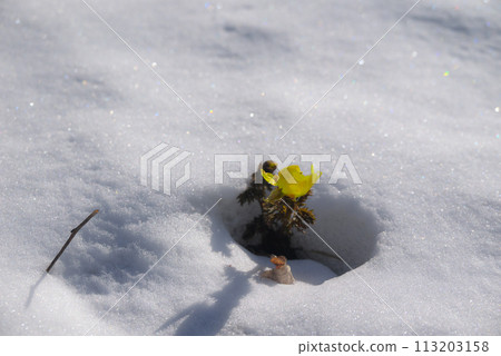 Adonis flowers blooming from beneath the snow [Akanuda Adonis Flower Colony] 113203158