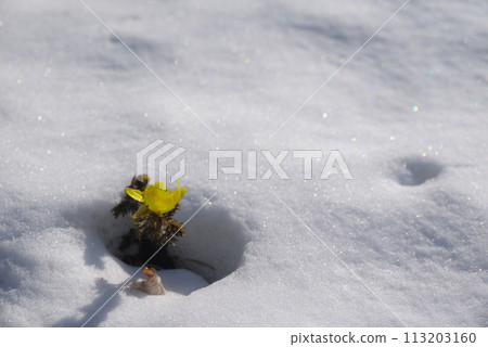 Adonis flowers blooming from beneath the snow [Akanuda Adonis Flower Colony] 113203160