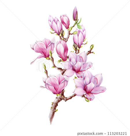 Magnolia branch with flowers watercolor illustration. Hand painted vintage style spring tender blossoms on the twig. Spring magnolia branch element on white background 113203221