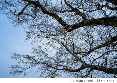 下落的樹和藍天 113203285