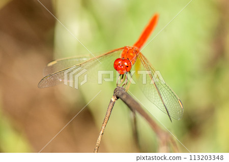 Scarlet Percher Dragonfly 113203348