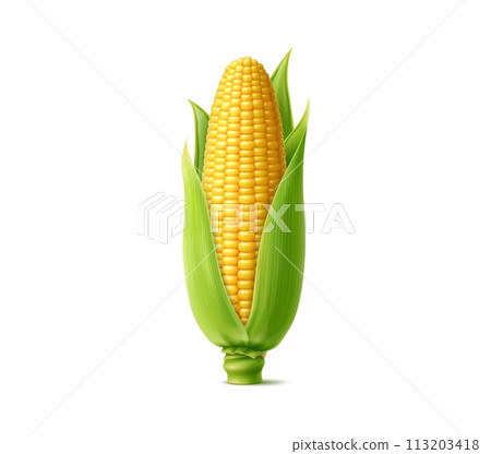 Realistic ripe sweet corn cob. Isolated 3d vector yellow raw maize corncob with juicy kernels and green leaves. Nutritious, ripe, fresh, sugary cylindrical ear of farm plant, filled with rows of seeds Realistic ripe sweet corn cob. Isolated 3d vector yellow raw maize corncob with juicy kernels and green leaves. Nutritious, ripe, fresh, sugary cylindrical ear of farm plant, filled with rows of seeds 113203418