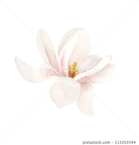 Light pink magnolia flower in bloom. Floral watercolor illustration hand painted isolated on white background. Spring blossom for print, label or cosmetic packaging. Excellent in home decor. 113203594