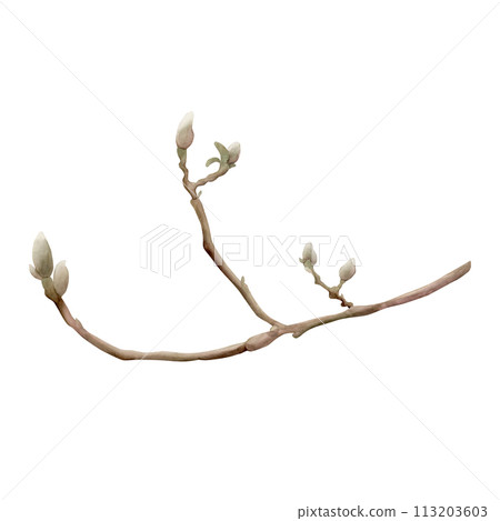 Sprig of magnolia. Spring branch with buds. Floral watercolor illustration hand painted isolated on white background for print, label or cosmetic packaging. Excellent in home decor. 113203603