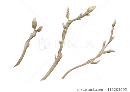 Sprigs of magnolia. Spring branches with buds. Floral watercolor illustration hand painted isolated on white background for print, label or cosmetic packaging. Excellent in home decor. Sprigs of magnolia. Spring branches with buds. Floral watercolor illustration hand painted isolated on white background for print, label or cosmetic packaging. Excellent in home decor. 113203605