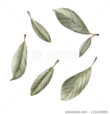 Green leaves of magnolia. Floral watercolor illustration hand painted isolated on white background for print, label or cosmetic packaging. Excellent in home decor. Green leaves of magnolia. Floral watercolor illustration hand painted isolated on white background for print, label or cosmetic packaging. Excellent in home decor. 113203606