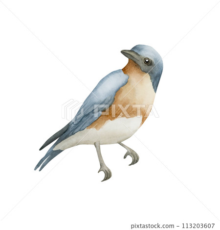 Blue bird with red breast in vintage style. Watercolor illustration hand painted isolated on white background for print, label, poster or wallpaper. Excellent in home decor. Blue bird with red breast in vintage style. Watercolor illustration hand painted isolated on white background for print, label, poster or wallpaper. Excellent in home decor. 113203607