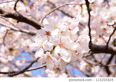 櫻花，櫻花，櫻花 113203824