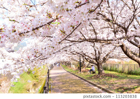 櫻花,櫻花,櫻花 櫻花,櫻花,櫻花 113203838