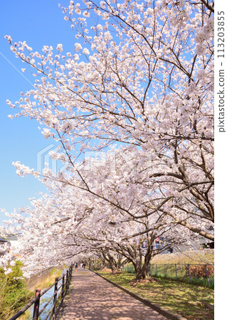 Sakura, Sakura, Sakura Sakura, Sakura, Sakura 113203855