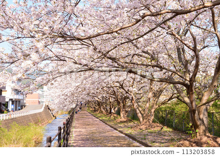 Sakura, Sakura, Sakura Sakura, Sakura, Sakura 113203858