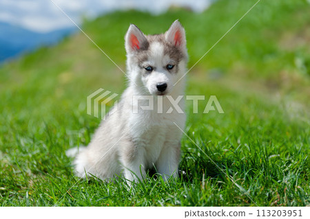 Husky puppy sitting on top of lush green field Husky puppy sitting on top of lush green field 113203951