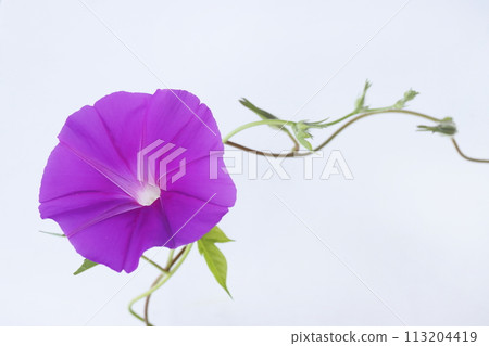 牽牛花 牽牛花 113204419
