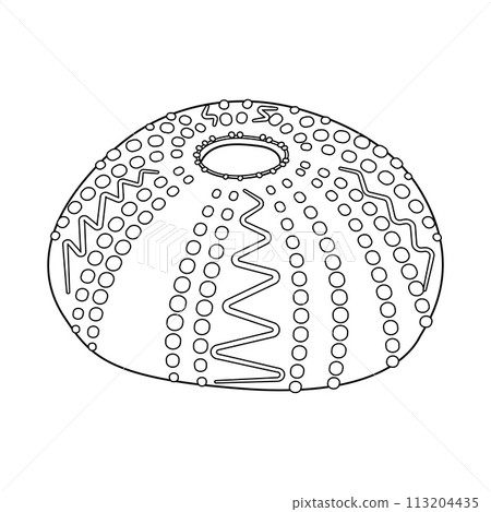 sea urchin shell. Black and white outline. Art therapy Coloring page sea urchin shell. Black and white outline. Art therapy Coloring page 113204435