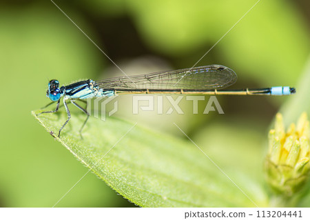 Common Marsh Damselfly Common Marsh Damselfly 113204441