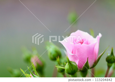 Soft pink rose Bonica with buds in the garden. Perfect for background of greeting cards Soft pink rose Bonica with buds in the garden. Perfect for background of greeting cards 113204842