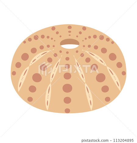 Sea urchin shell Hand drawn. Cartoon style flat illustration seashell isolated on white background. Sea urchin shell Hand drawn. Cartoon style flat illustration seashell isolated on white background. 113204895
