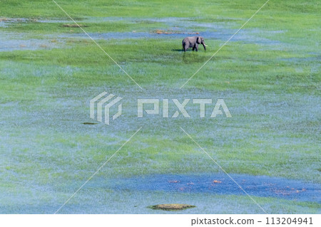 Aerial View of an African Elephant Aerial View of an African Elephant 113204941