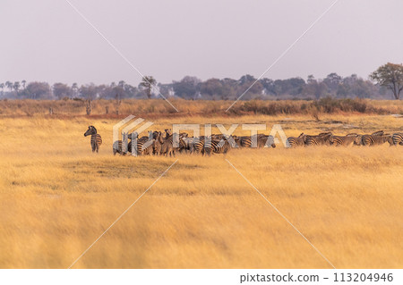 A herd of Zebras roaming the Okavango Delta A herd of Zebras roaming the Okavango Delta 113204946