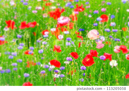 明亮的培養皿罌粟和矢車菊簇 113205038