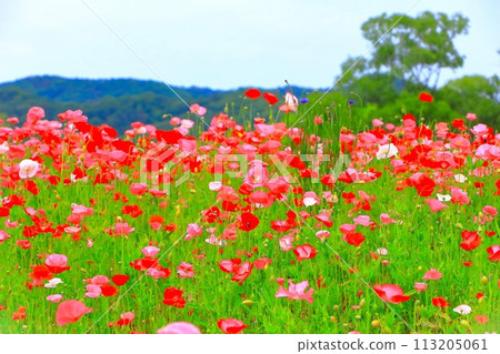 Refreshing blue sky and Shirley poppies in full bloom Refreshing blue sky and Shirley poppies in full bloom 113205061