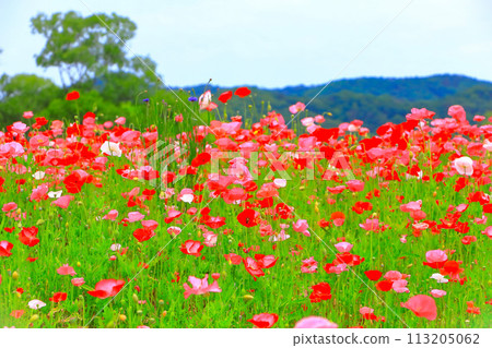 Refreshing blue sky and Shirley poppies in full bloom Refreshing blue sky and Shirley poppies in full bloom 113205062