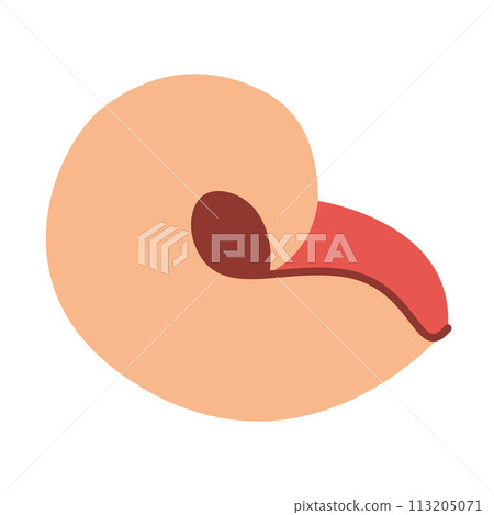 Seashell Hand drawn. Cartoon style flat illustration seashell isolated on white background. 113205071
