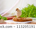 雪鴿雛鳥（鑽石鴿） 113205191