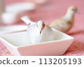 雄性雪鴿（鑽石斑鳩/淺雪鴿）的成長_銀白色 113205193