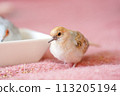 厚雪鴿（鑽石鴿/淺雪鴿）雛雞02 113205194