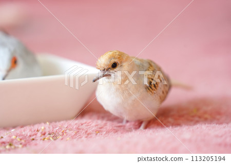 厚雪鴿(鑽石鴿/淺雪鴿)雛雞02 厚雪鴿(鑽石鴿/淺雪鴿)雛雞02 113205194