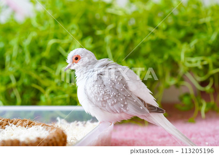 Diamond Dove (Light Snow Pigeon) Male Growth Silver White 113205196