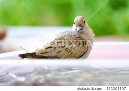 Little snow pigeon (Diamond Dove) chick 04 Little snow pigeon (Diamond Dove) chick 04 113205197
