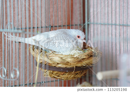 雌性雪鴿（鑽石鴿）正在孵蛋 113205198