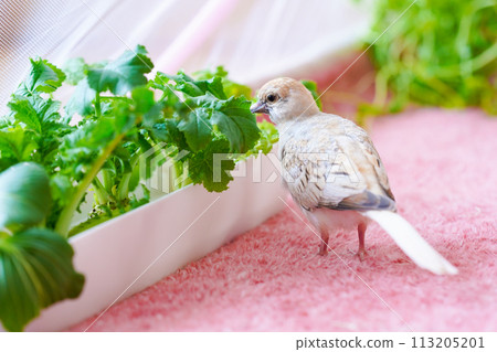 Diamond Dove chick 06 Diamond Dove chick 06 113205201