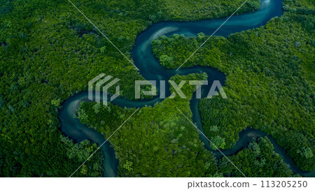 Aerial view mangrove forest natural landscape environment, River in tropical mangrove green tree forest, Mangrove landscape ecosystem and environment. 113205250
