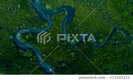 Aerial view mangrove forest natural landscape environment, River in tropical mangrove green tree forest, Mangrove landscape ecosystem and environment. 113205253