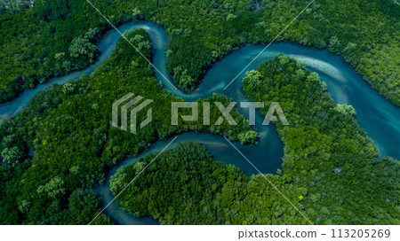 Aerial view mangrove forest natural landscape environment, River in tropical mangrove green tree forest, Mangrove landscape ecosystem and environment. Aerial view mangrove forest natural landscape environment, River in tropical mangrove green tree forest, Mangrove landscape ecosystem and environment. 113205269