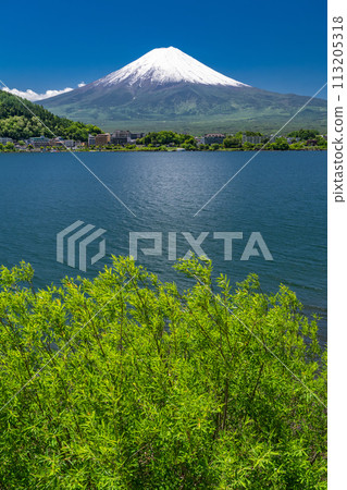 【山梨縣】初夏的富士山、河口湖畔的新綠 113205318