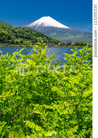 [Yamanashi Prefecture] Mount Fuji in early summer and the fresh greenery of Lake Kawaguchi 113205335