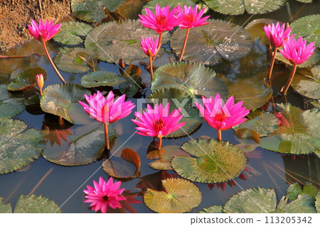 Sukhothai, the ancient capital of northern Thailand. Water lilies in the pond at Wat Mahathat ruins in the Sukhothai Historical Park, a World Heritage Site Sukhothai, the ancient capital of northern Thailand. Water lilies in the pond at Wat Mahathat ruins in the Sukhothai Historical Park, a World Heritage Site 113205342