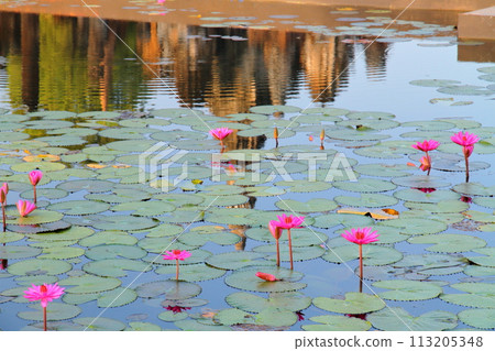 Sukhothai, the ancient capital of northern Thailand. Water lilies in the pond at Wat Mahathat ruins in the Sukhothai Historical Park, a World Heritage Site Sukhothai, the ancient capital of northern Thailand. Water lilies in the pond at Wat Mahathat ruins in the Sukhothai Historical Park, a World Heritage Site 113205348