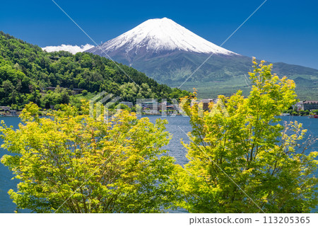 [Yamanashi Prefecture] Mount Fuji in early summer and the fresh greenery of Lake Kawaguchi 113205365