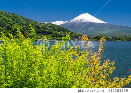 [Yamanashi Prefecture] Mount Fuji in early summer and the fresh greenery of Lake Kawaguchi 113205369