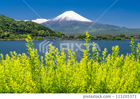 【山梨縣】初夏的富士山、河口湖畔的新綠 【山梨縣】初夏的富士山、河口湖畔的新綠 113205371