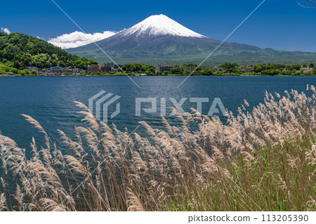 【山梨縣】初夏的富士山、河口湖畔的新綠 113205390