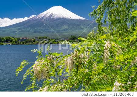 【山梨縣】初夏的富士山、河口湖畔的新綠 113205403