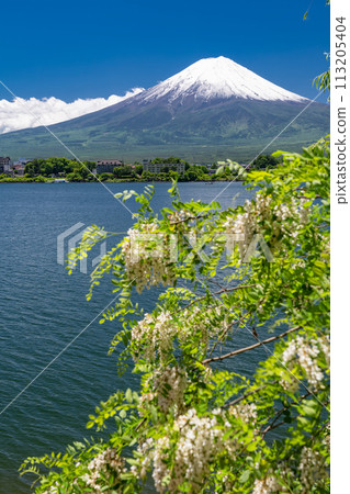 【山梨縣】初夏的富士山、河口湖畔的新綠 113205404
