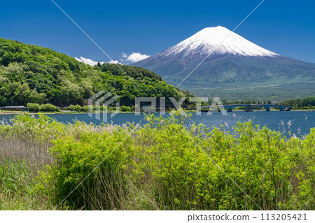 [Yamanashi Prefecture] Mount Fuji in early summer and the fresh greenery of Lake Kawaguchi 113205421