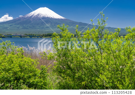 【山梨縣】初夏的富士山、河口湖畔的新綠 113205428